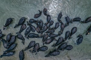 Bursa, Turquia Uma vista aérea de búfalos de água no bairro de Karaoğlan no distrito de Mustafakemalpasa