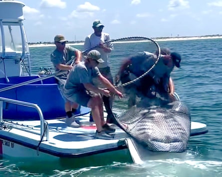 Four people haul a manta ray in a net on to the back of a boat.