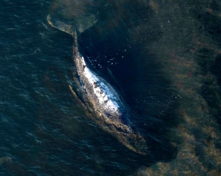 Aerial view of the whale