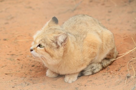 A sand cat