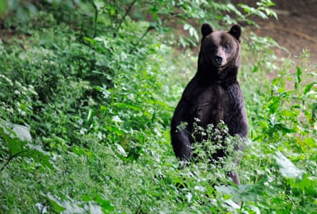 A bear sitting up in undergrowth peers at the photographer