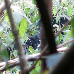 A new lowland gorilla, a critically endangered species, has been born in the Democratic Republic of Congo’s famed Virunga national park, authorities said, boosting the population to seven. Rangers discovered the newborn during a patrol in the Tshiaberimu area