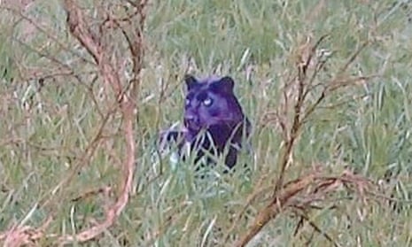 A picture of the Staffordshire Panther lying in long grass, which was discovered in the files of a zoology organisation.