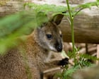 Wallabies in fuga: migrazione di marsupiali australiani in tutta Gran Bretagna