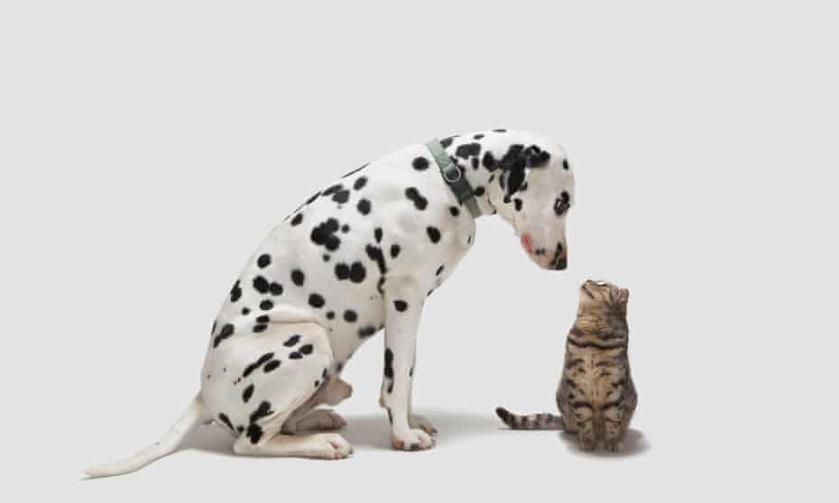 A dog looking at a cat