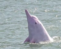 Indo-Pacific humpback dolphin rises nose first out of the water in the South China Sea off Hong Kong.