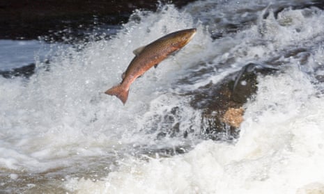 Canada sued over approval of genetically modified salmon scheme, GM