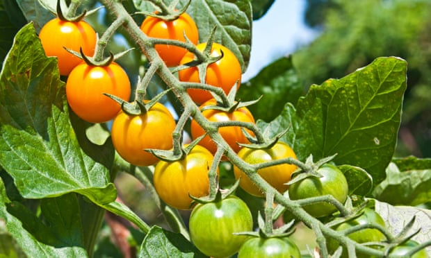 ‘Sungold’ cherry tomatoes