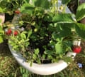 toilet garden strawberry 2 (1)