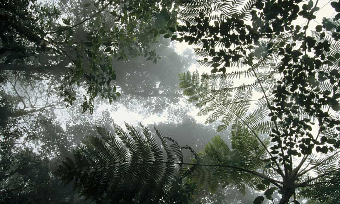 A tree canopy seen from below