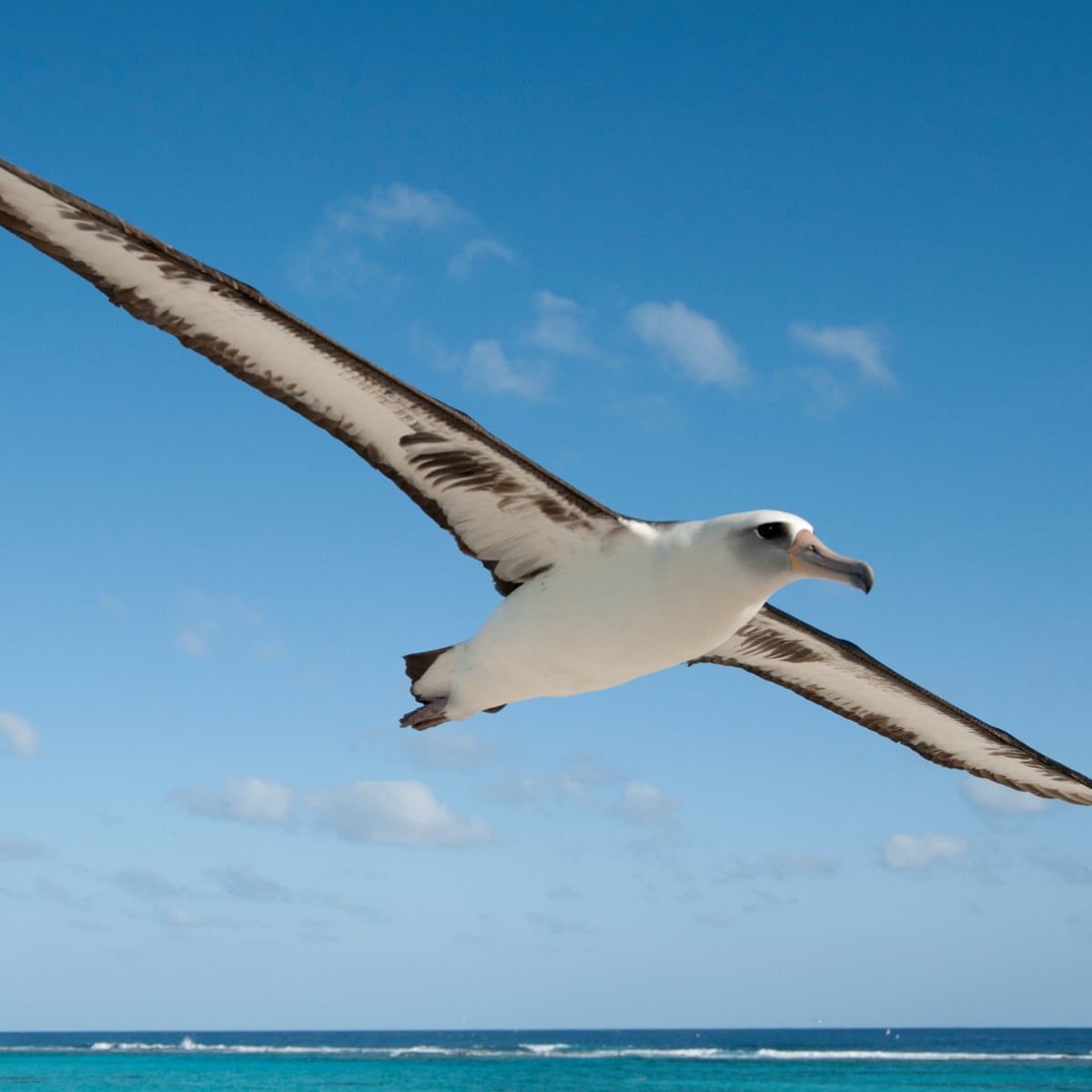 Saving The Albatross The War Is Against Plastic And They