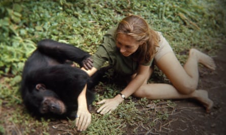 A still from the documentary Jane, about her life and work with chimpanzees