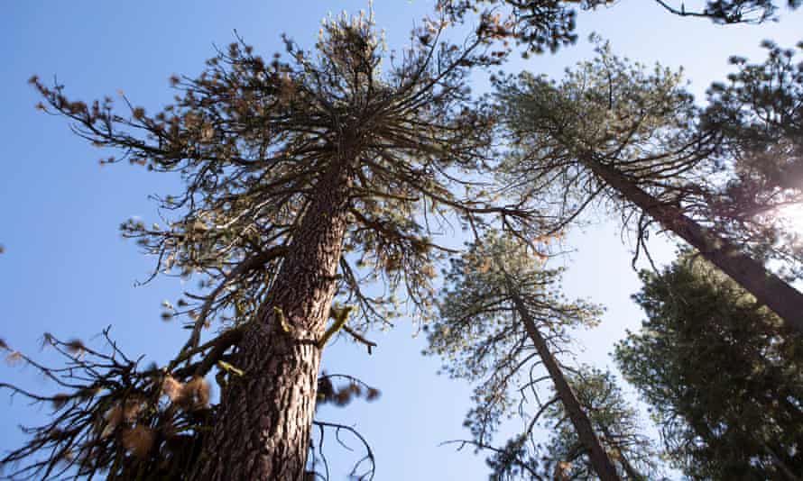 Drought, heat, and infestations of beetles and parasitic plants are killing trees in Los Padres national forest. Officials hope thinning will help restore forest health.