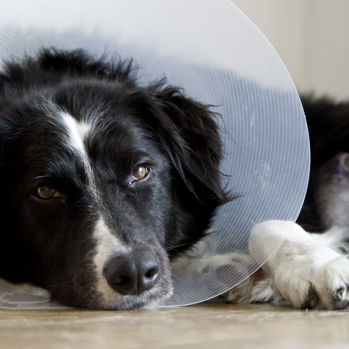 The Worst Part Of Being Poor Watching Your Dog Die When You Can T Afford To Help Life And Style The Guardian