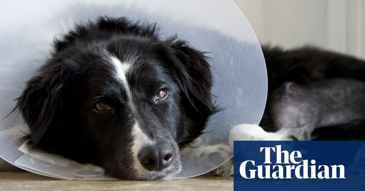 The Worst Part Of Being Poor Watching Your Dog Die When You Can T Afford To Help Pets The Guardian