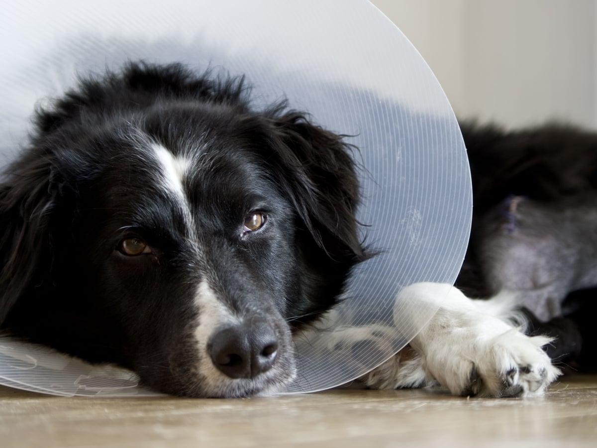Dog Got Hit by Car Can't Afford Vet: How to Get Help for Your Injured Pet