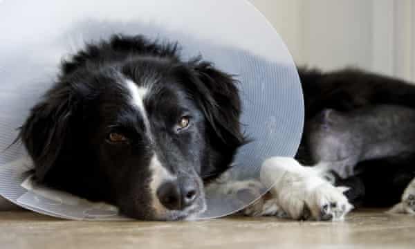 The Worst Part Of Being Poor Watching Your Dog Die When You Can T Afford To Help Life And Style The Guardian