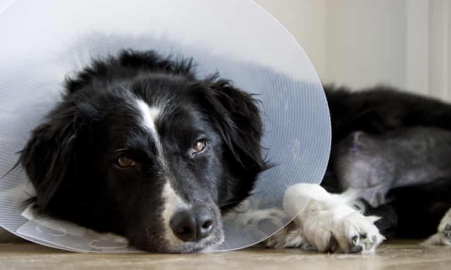 Pet Insurance How To Get The Best Value Policy For Your Dog Pet Insurance The Guardian
