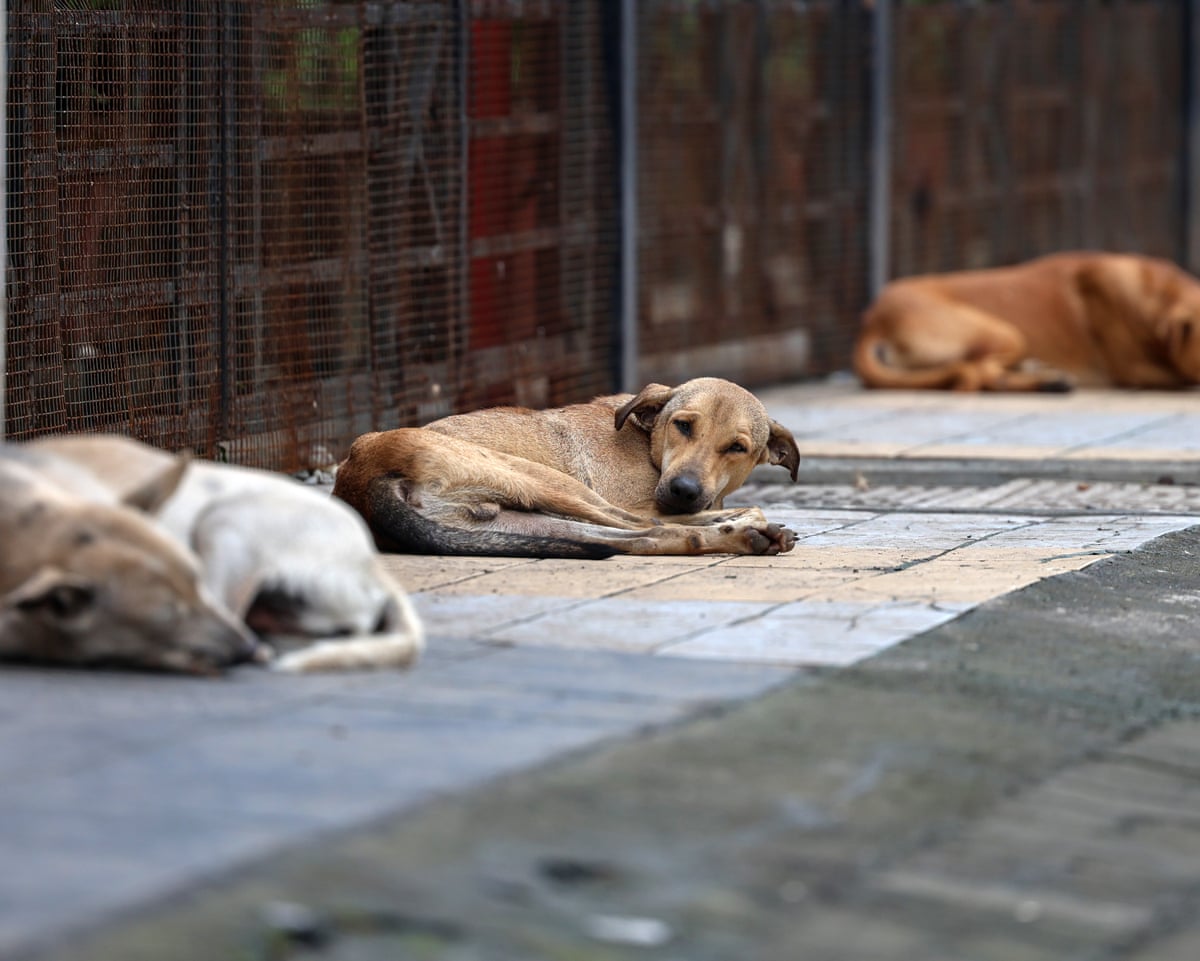 India scales back plan to remove stray dogs from streets of Delhi | India | The Guardian