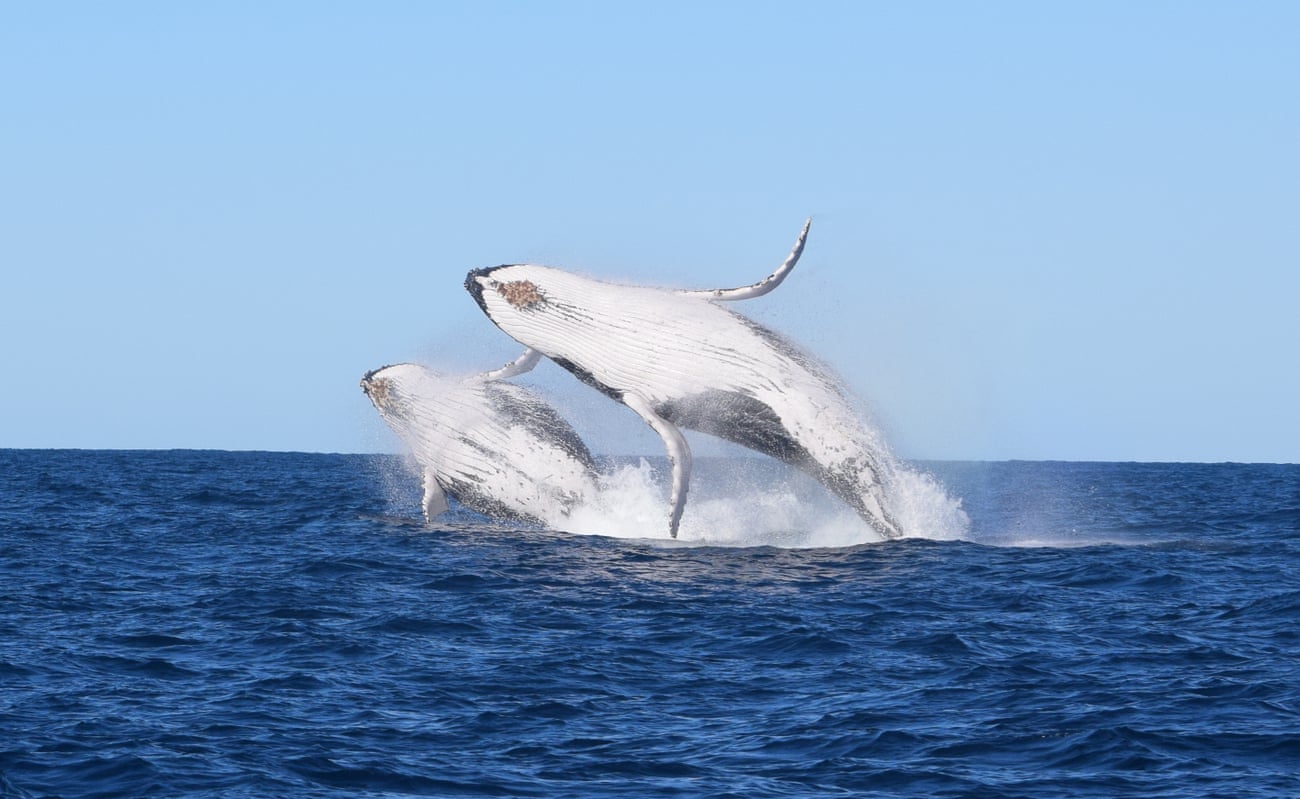 Pair of humpback whales jumping out of the ocean