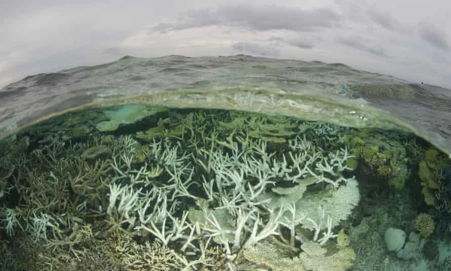 Tubbataha Reefs Natural Park lagoon looking bleached due to an infestation of crown-of-thorn starfish.