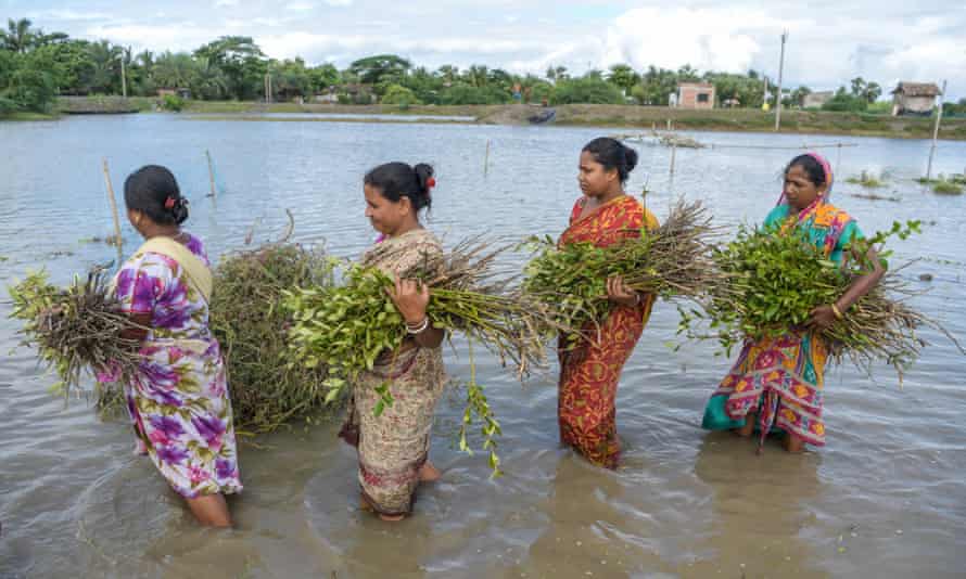 Women in the Sundarbans carry mangrove saplings to be planted after floods from Cyclone Yaas damaged nearly 100km of embankments.