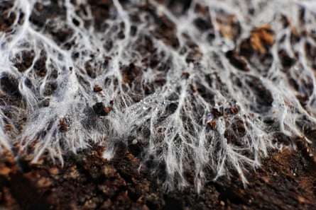 A macro image of fungal mycelium with pale silvery threads and strands.