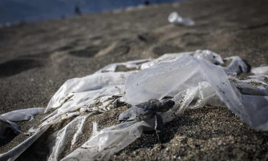 A newly hatched green sea turtle struggles to climb over a a plastic bag on its way to the sea. Samandag Beach in Hatay, Turkiye, September 2021.