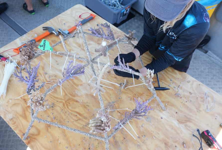 Person building a reef star.