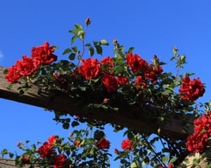 Kew Gardens, UK ‘I thought the early roses against the bright blue sky made for a stunning burst of colour.’