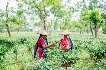 Adamarvili, left, and Dalamar, right, pick tea in a plantation in the Sylhet region.