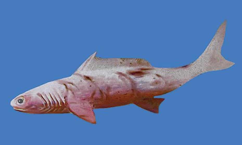 Artist rendition of a Devonian Shark. For journal article on shark fossil found in the Kimberley in Western Australia. 