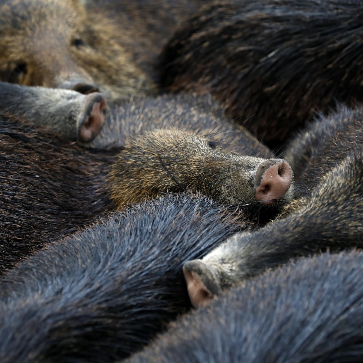 What About The 30 50 Feral Hogs Man S Defense Of Assault Weapons
