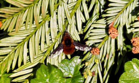 A bee-fly