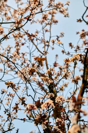 Detail of trees