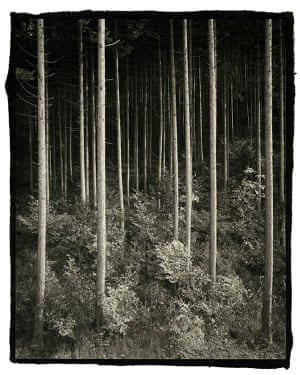 Trees in a dark forest