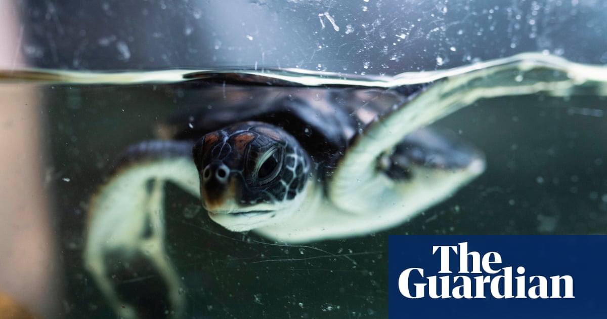 Young green sea turtles tracked travelling deep into Sydney harbour and living near humans