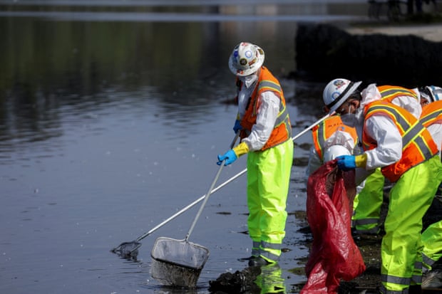 People in safety gear, orange vests and hard hats stand in a lake to scoop out dead fish into red plastic bags.