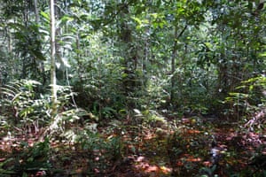 The new study found that the central Congo peatlands cover 145,500 square kilometres – an area larger than England.