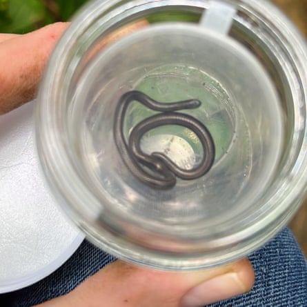 Tiny black snake in a plastic cup