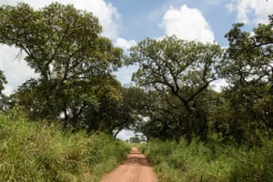 Trees in Nwoya district, northern Uganda
