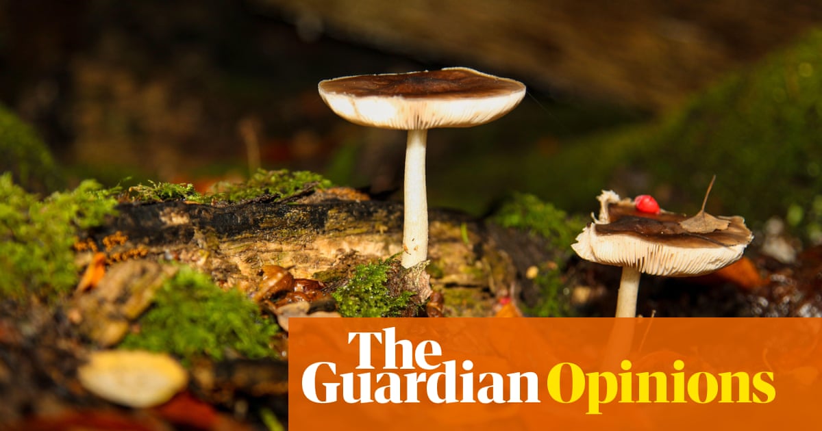 A powerful and underappreciated ally in the climate crisis? Fungi | Toby Kiers and Merlin Sheldrake