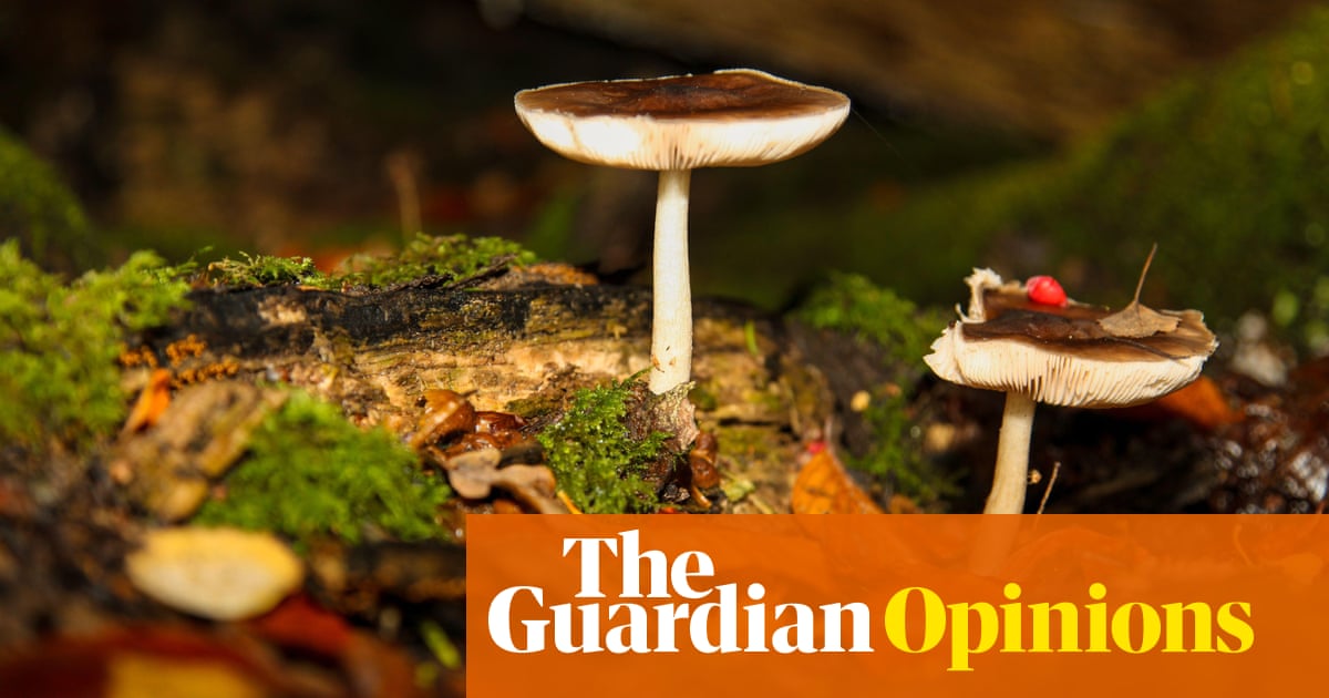Beautiful, mysterious and misunderstood, mushrooms are finally having a moment