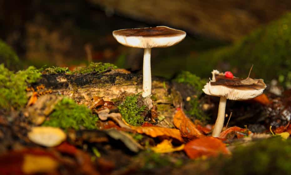 Funghi che crescono nella muffa delle foglie sul suolo della foresta a Ranmore Common, Surrey, Regno Unito, novembre 2020