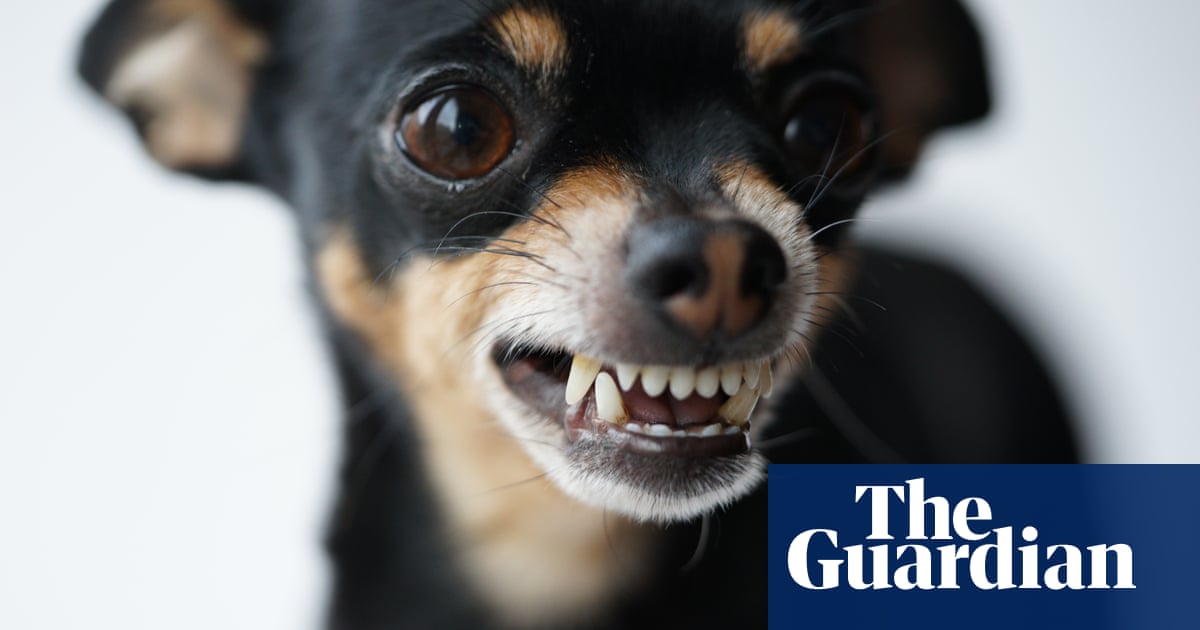 Small Dogs: Why Are Tiny Hounds More Aggressive Than Big Ones? | Dogs | The  Guardian