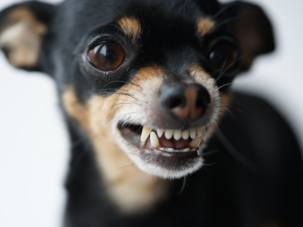 Do Little Dogs Bite More Than Big Dogs do-little-dogs-bite-more-than-big-dogs