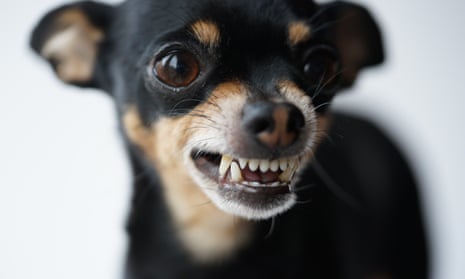 Close-up angry little black dog of toy terrier breed 