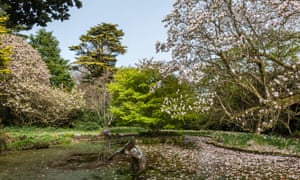 Trewidden, Penzance, Cornwall, UK. The central pond with its whale statue and the largest magnolia in the UK.