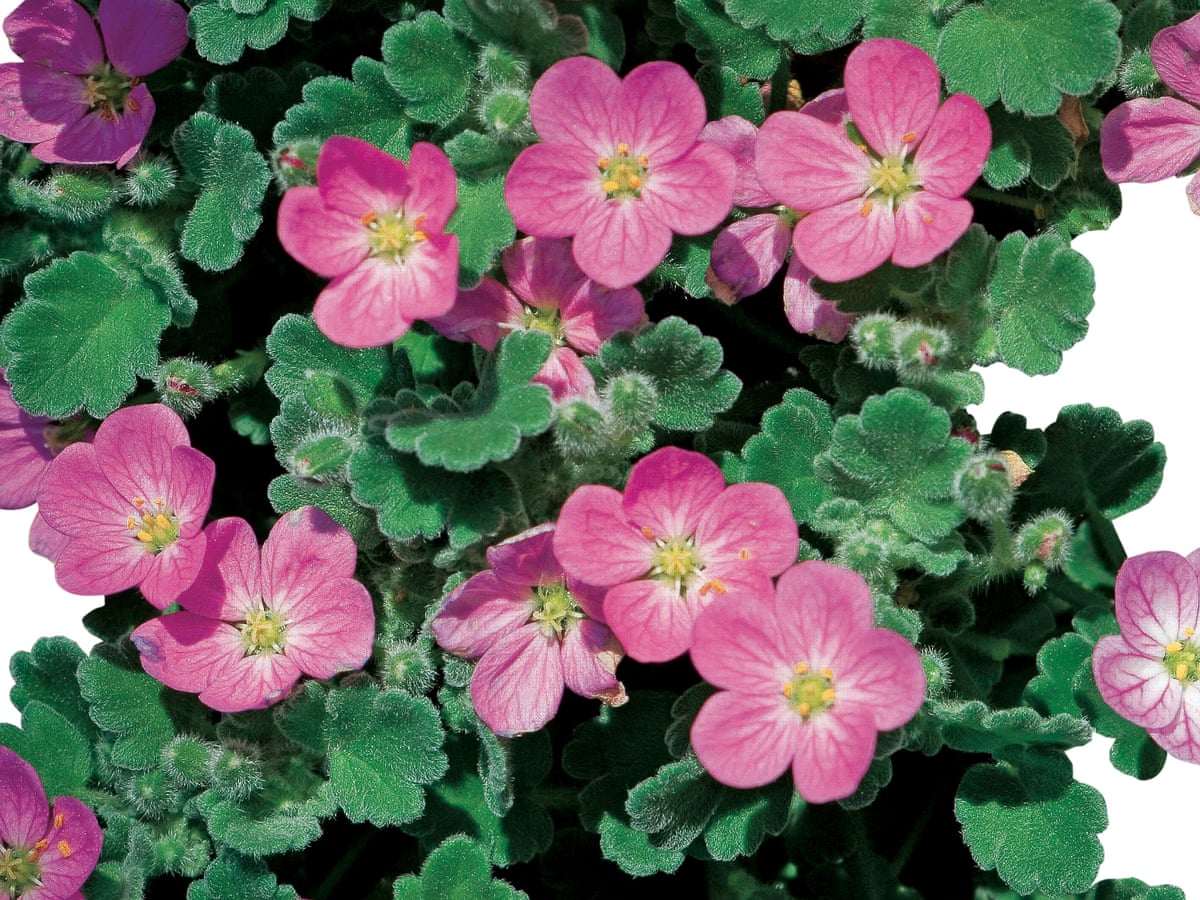 Gardens Why Alpines Are Popular Again Gardens The Guardian