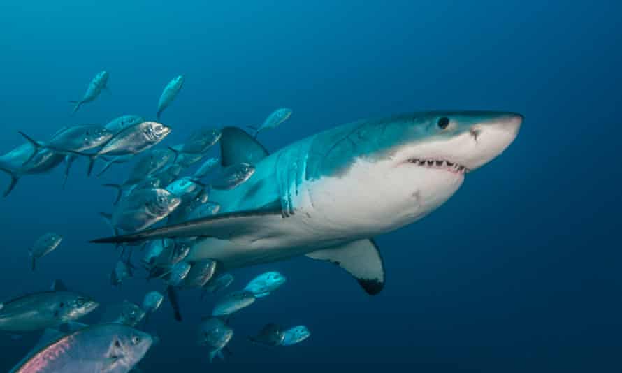 A shark swims among smaller fish